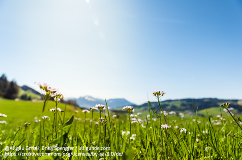 Blumenwiese, im Hintergrund Berge